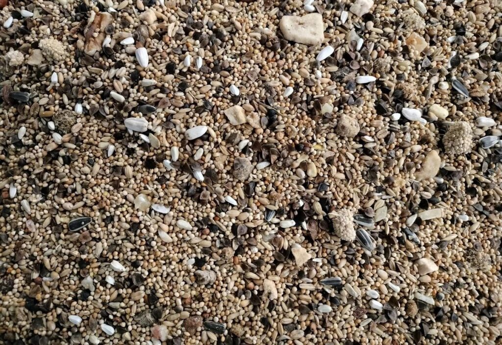 Agapornide mix