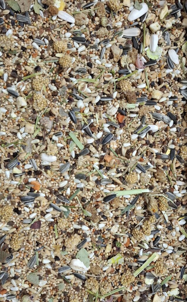 Pyrrhura mix